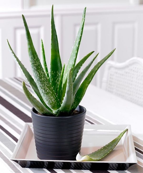 Aloe plant in container