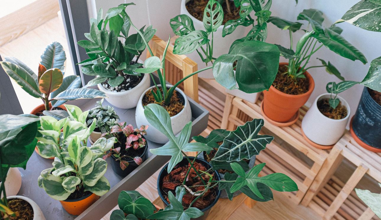 Multiple pots of various houseplants