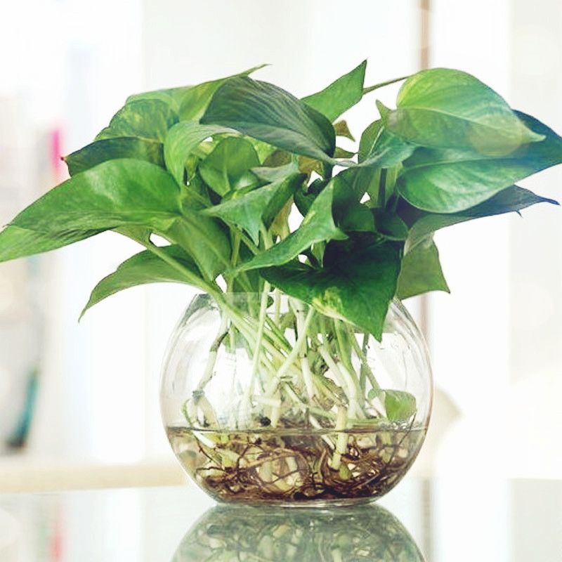 Pothos plant in glass container