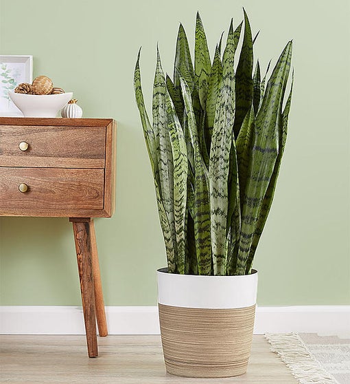 Snakeplant with verigated leaves in container
