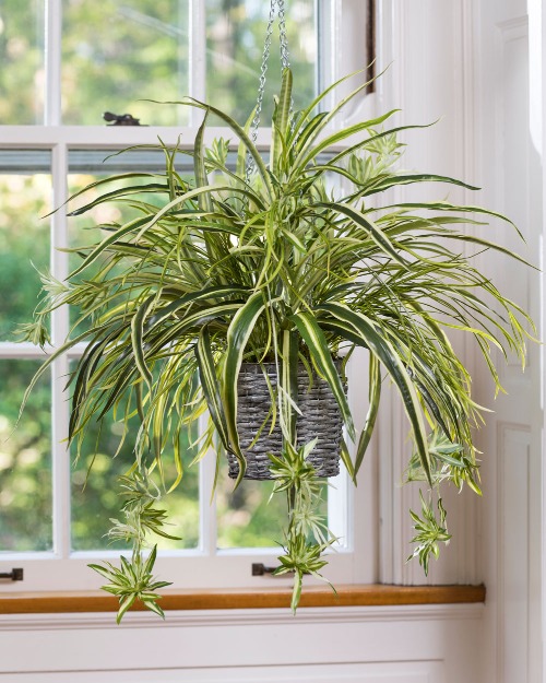 Hanging spider plant with trailing vines